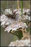 -img_7883.jpg