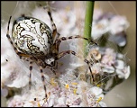 -img_7877.jpg