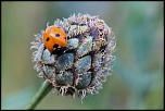 -coccinelle.jpg