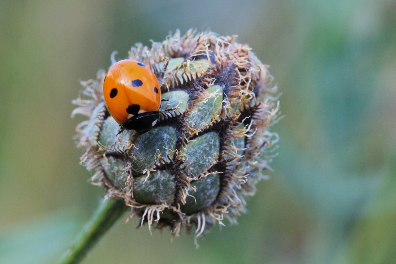 -coccinelle.jpg
