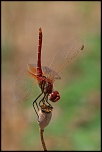 -sympetrum-sanguineum.jpg