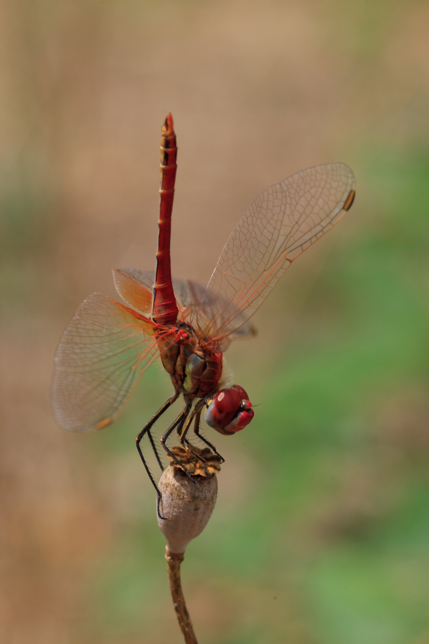 -sympetrum-sanguineum.jpg