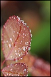 -img_0258.jpg