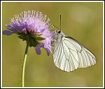70-300 Sigma APO-img_3227.jpg