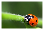 70-300 Sigma APO-img_2319.jpg