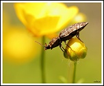 70-300 Sigma APO-img_2155.jpg