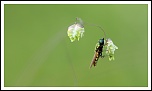 70-300 Sigma APO-img_2929.jpg