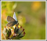 70-300 Sigma APO-img_3247.jpg