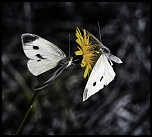 Batteries-_mg_2756-modifier-1.jpg