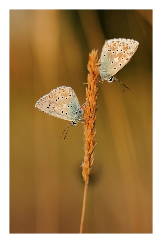 70-300 Sigma APO-img_5140.jpg