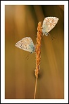 70-300 Sigma APO-img_5140.jpg