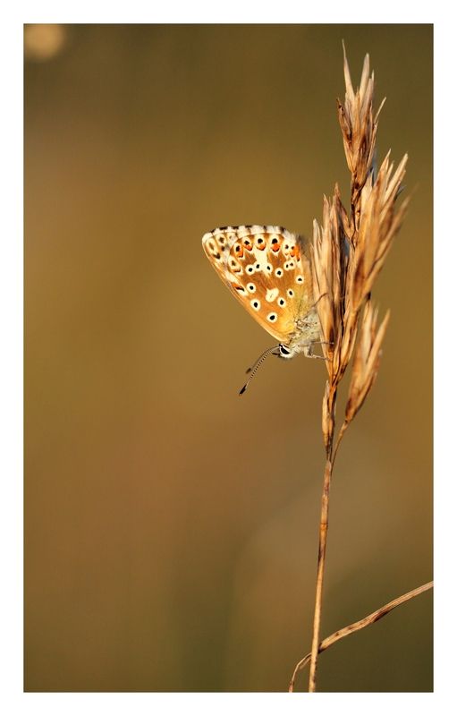 70-300 Sigma APO-img_5134b.jpg