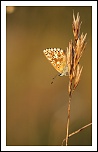 70-300 Sigma APO-img_5134b.jpg