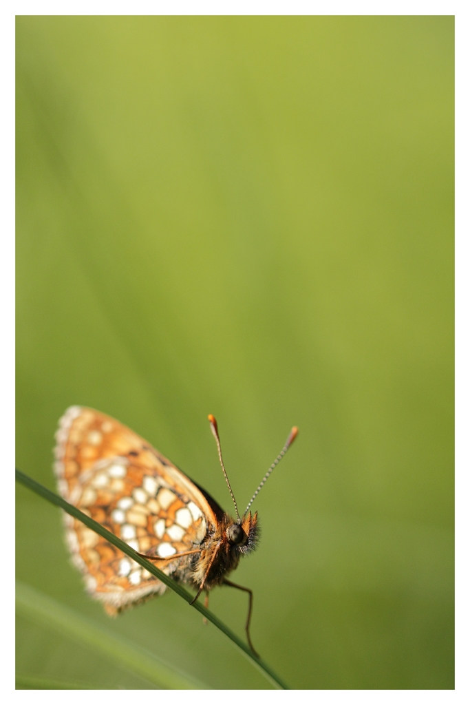 70-300 Sigma APO-img_3181.jpg