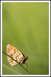 70-300 Sigma APO-img_3181.jpg