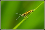 Des conseils...-img_1393-1-album.bordermaker.jpg