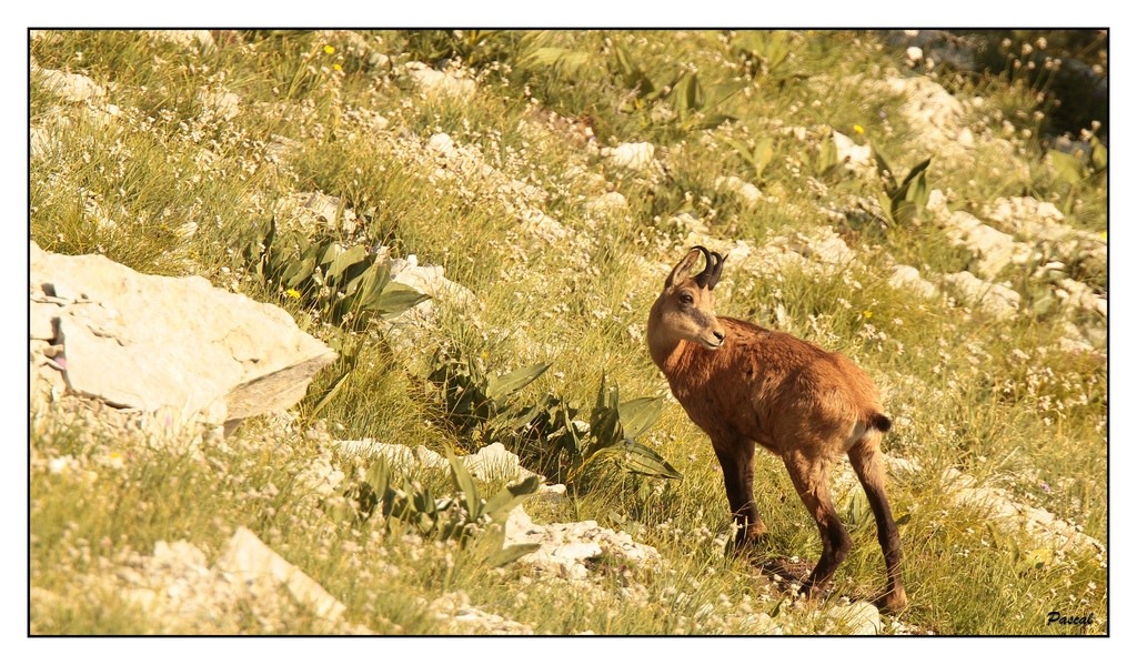 -chamois-2.jpg