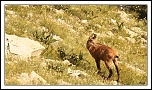 -chamois-2.jpg