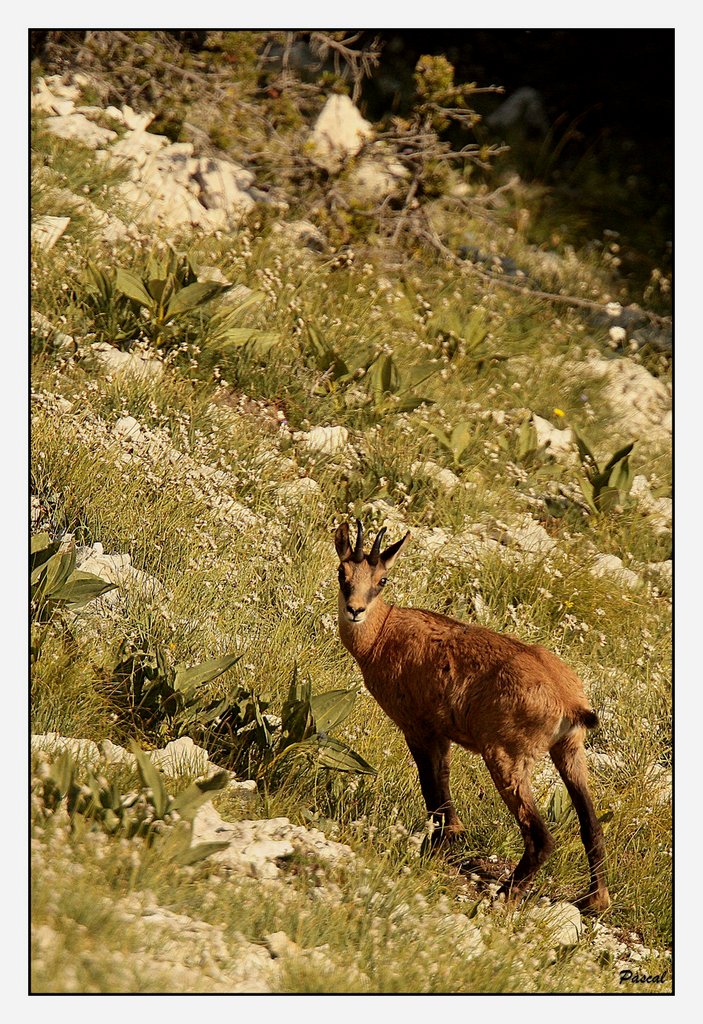 -chamois.jpg
