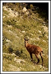 -chamois.jpg