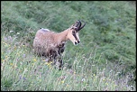 Chamois des vosges