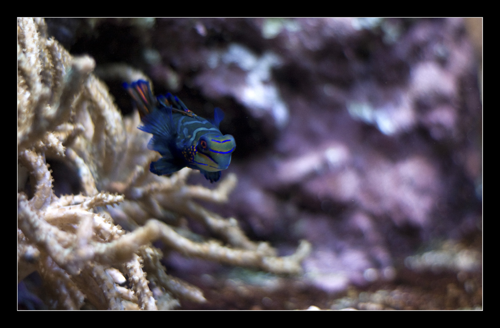bleu 1 mini