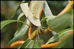 IMG 3166  
Papillon