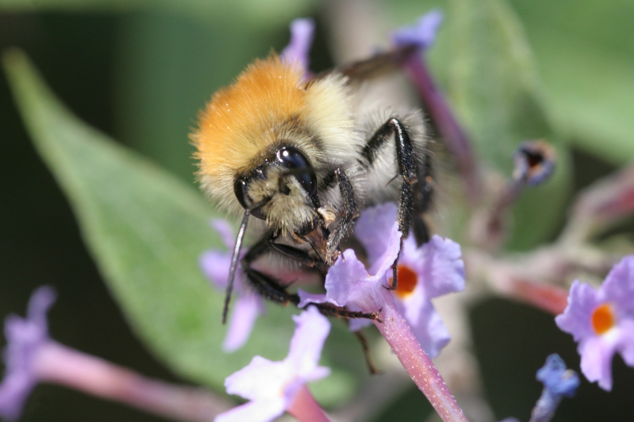 IMG 3270 
Abeille ou faux bourbon