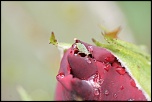 IMG 3422  
Puceron sur un bouton de rose