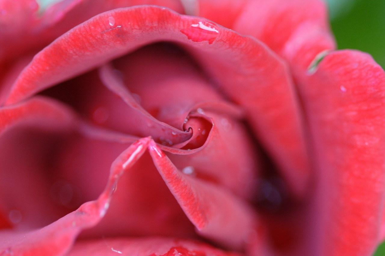IMG 3468.1
Rose
