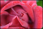 IMG 3468.1 
Rose