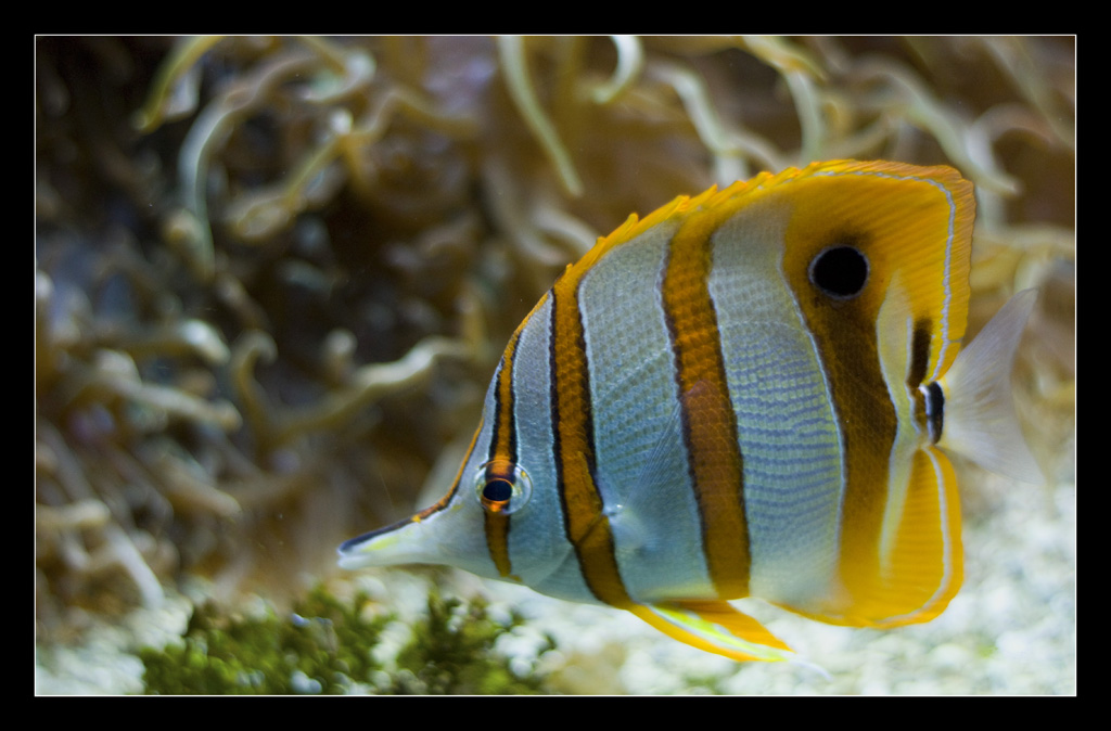 Jaune 3 mini