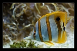 Jaune 3 mini