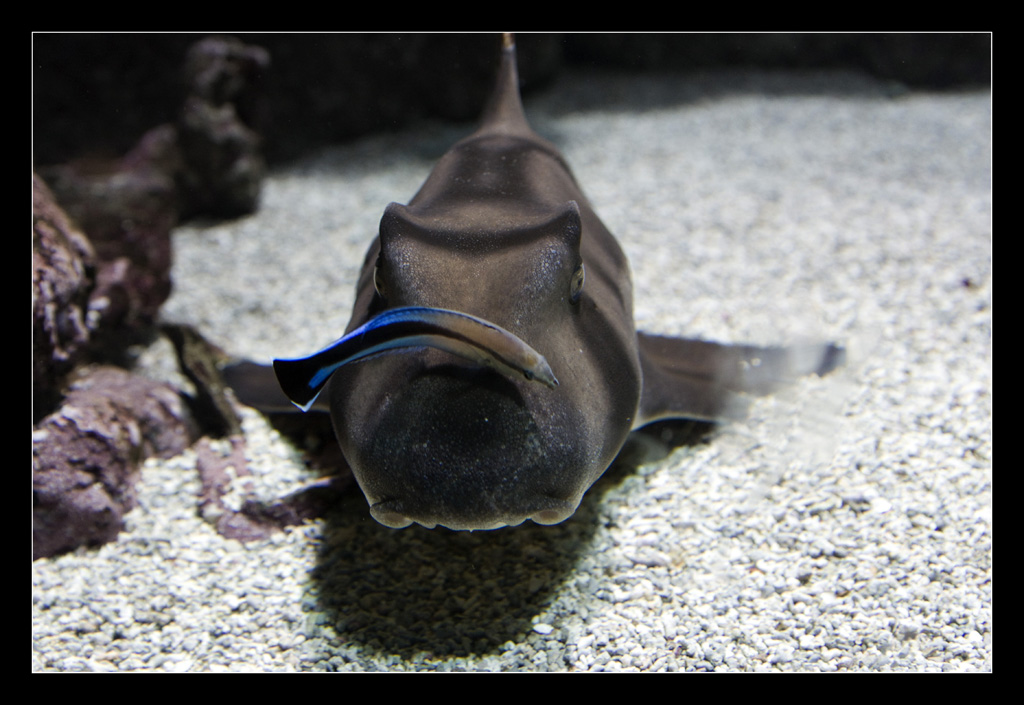 Requin 1 mini
