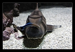 Requin 1 mini