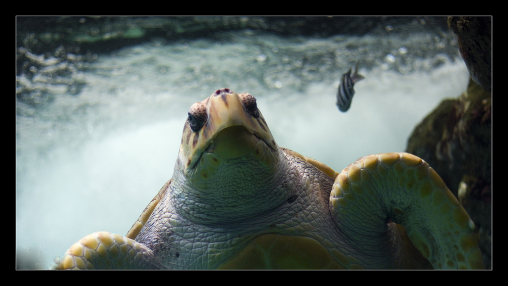 Tortue 1 mini