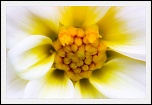 Macro-Flore