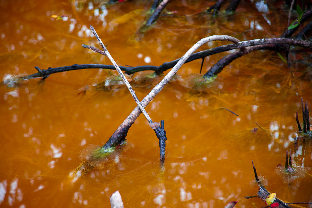 EXIF: 105mm - f/4.5 - 1/125 - ISO 200