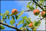 Des conseils...-img_8394.jpg