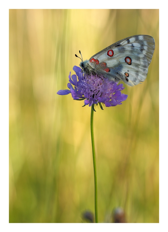 70-300 Sigma APO-img_4948.jpg