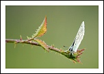 70-300 Sigma APO-img_5180.jpg