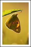 70-300 Sigma APO-img_5432.jpg