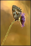 -img_1570.jpg