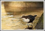 -2012-11-02-cincle-plongeur0009b.jpg