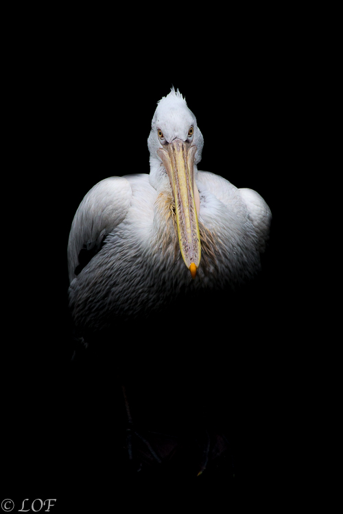 Filtre: Tiffen ou Canon-2013-09-parc-de-cleres-dark-11.jpg