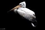 Filtre: Tiffen ou Canon-2013-09-parc-de-cleres-dark-21.jpg