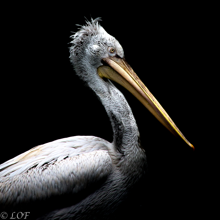 Filtre: Tiffen ou Canon-2013-09-parc-de-cleres-dark-23.jpg