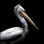 Filtre: Tiffen ou Canon-2013-09-parc-de-cleres-dark-23.jpg