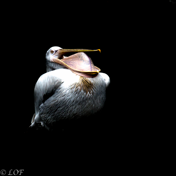 Filtre: Tiffen ou Canon-2013-09-parc-de-cleres-dark-24.jpg