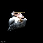 Filtre: Tiffen ou Canon-2013-09-parc-de-cleres-dark-24.jpg
